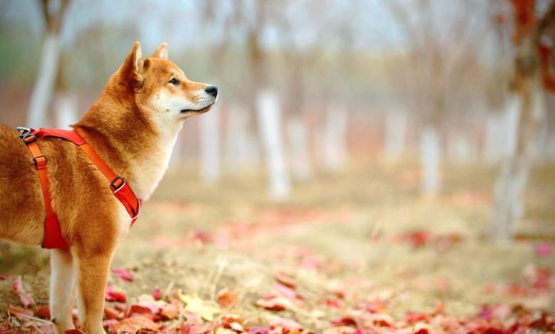 Si vous aviez investi 1000 $ dans le Dogecoin en 2014, cela aurait changé votre vie.