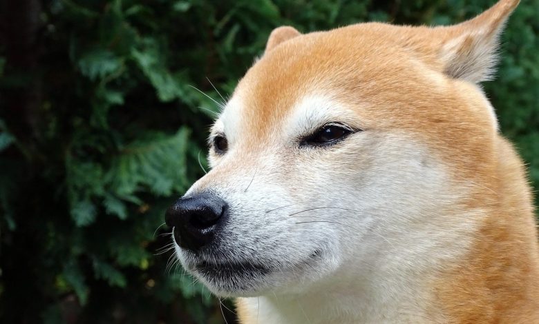 Shiba Inu est-il sur la bonne voie pour détrôner Dogecoin ? Voici ce que disent les experts.