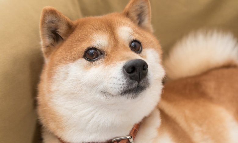 Meilleure cryptomonnaie mème : Dogecoin contre Shiba Inu