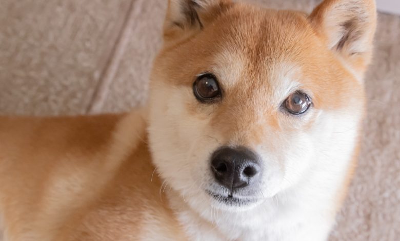3 Signes Positifs pour Dogecoin au Cours des 12 Prochains Mois